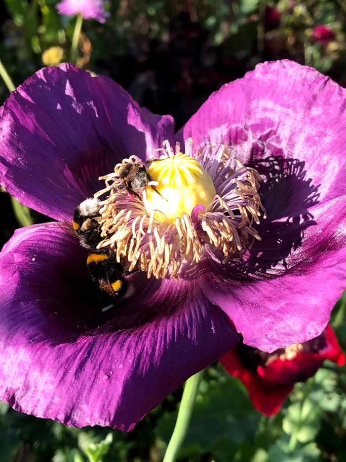 Lila blomma med bin