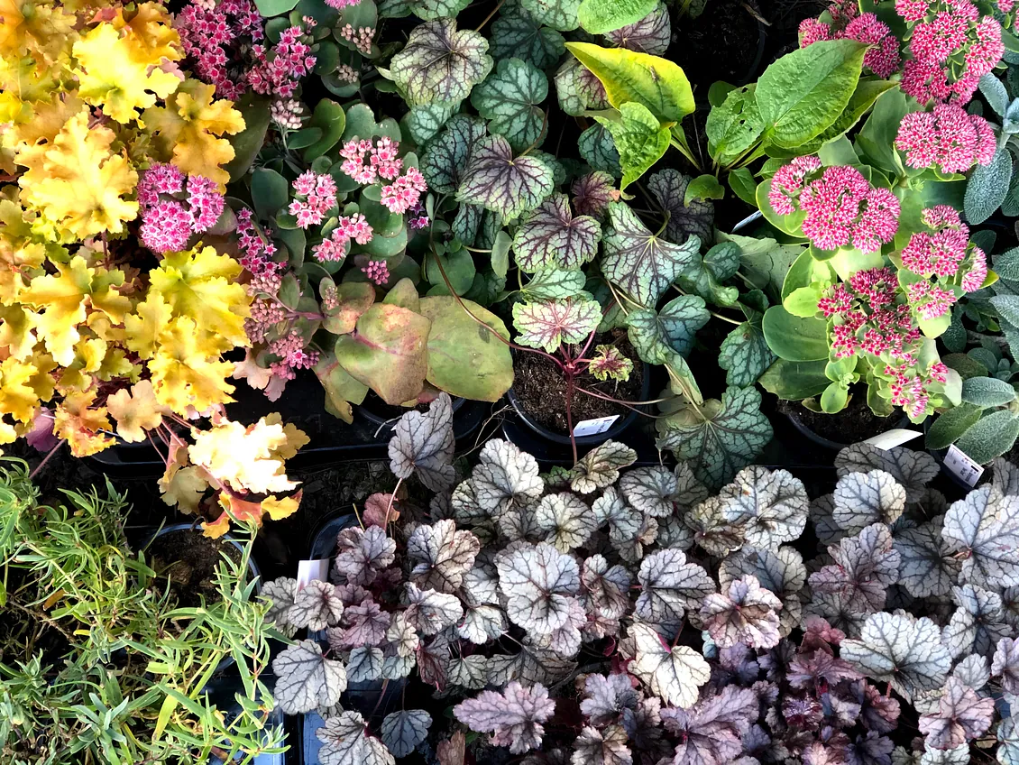 Perenner i gult, lila och rosa
