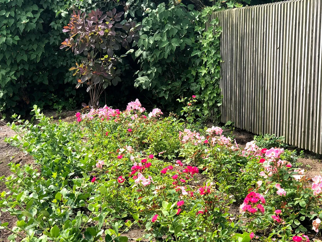 Ljusrosa och mörkrosa rosor