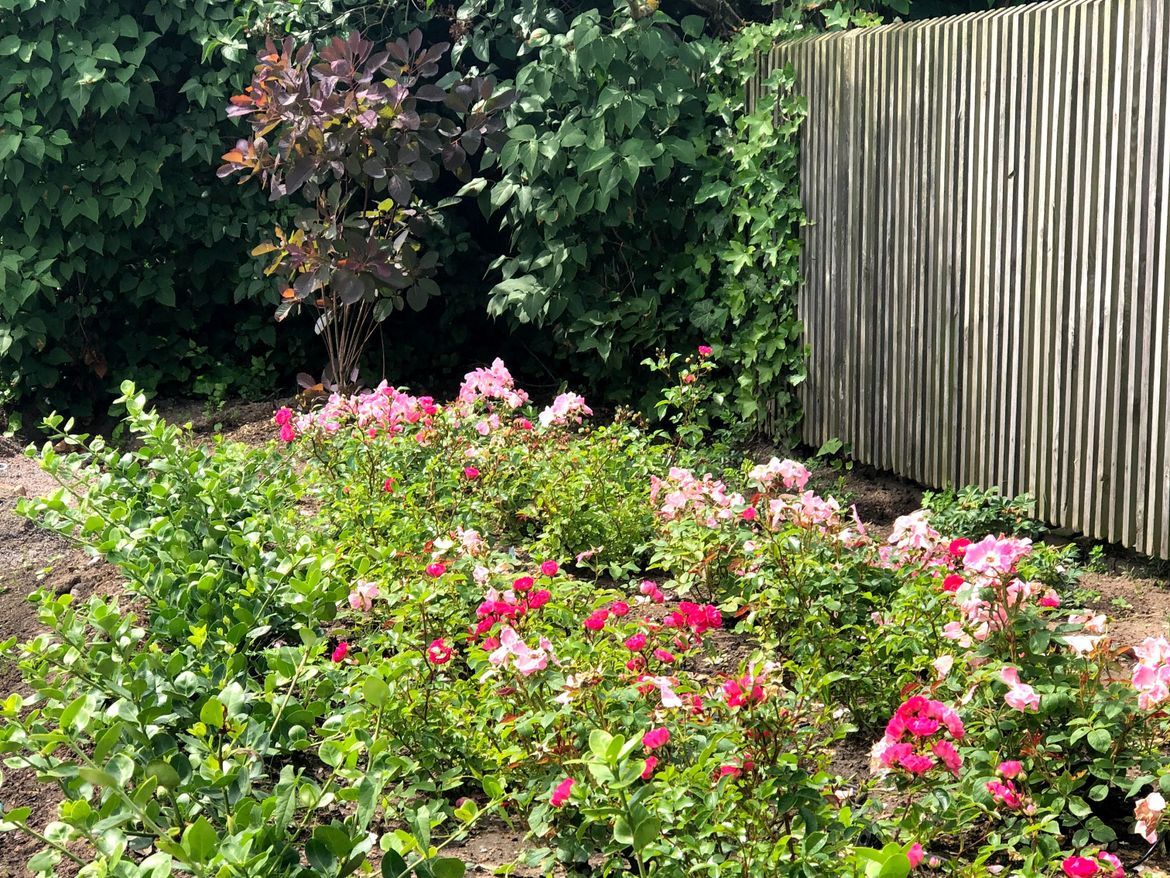 Lila och rosa rosor