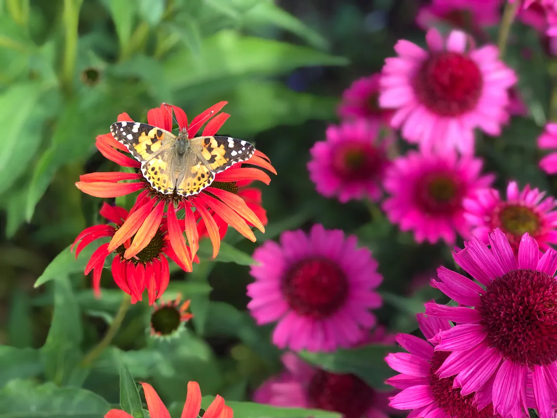 Ljusbrun fjäril som sitter på en röd blomma