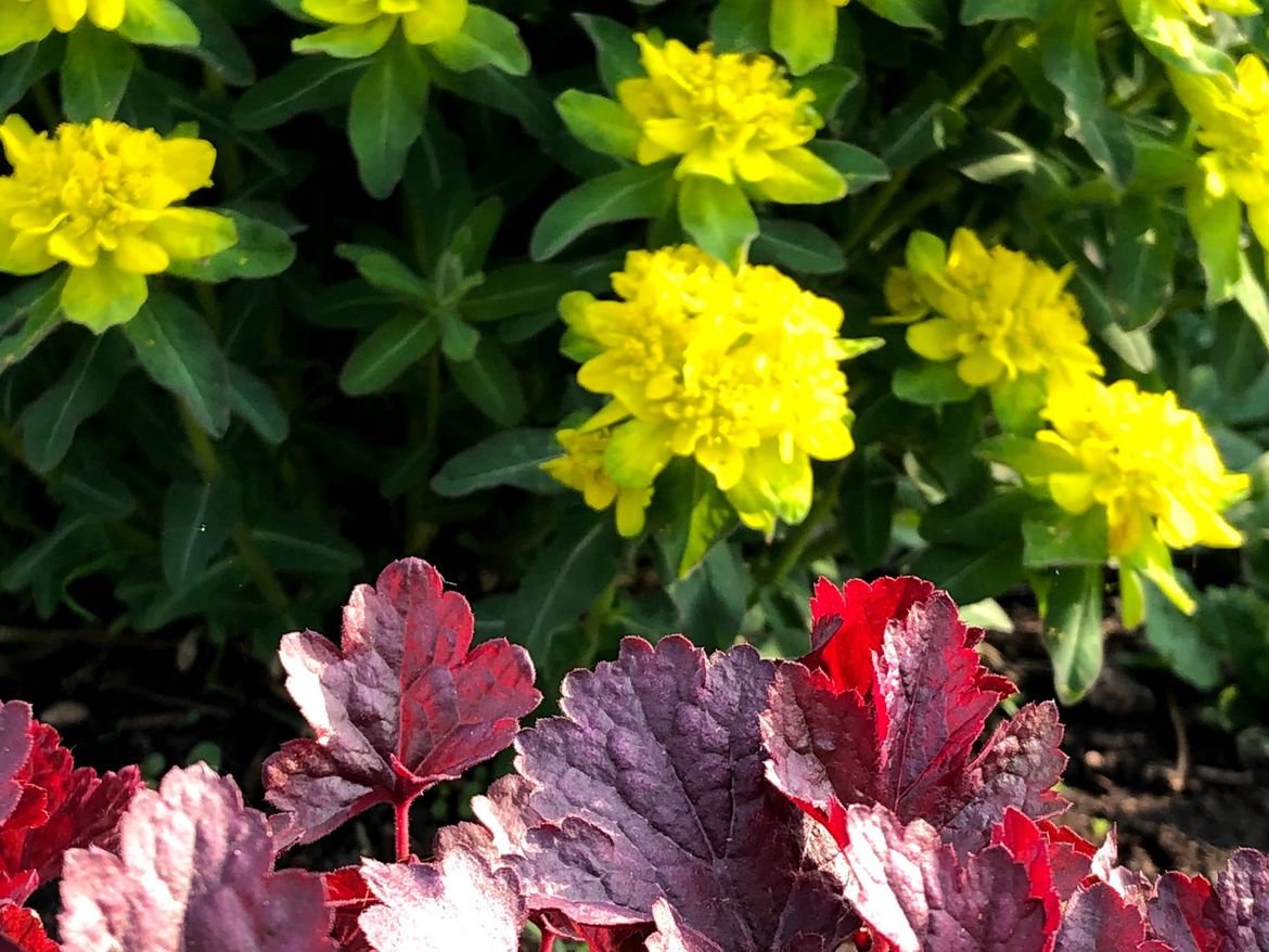 Gula blommor
