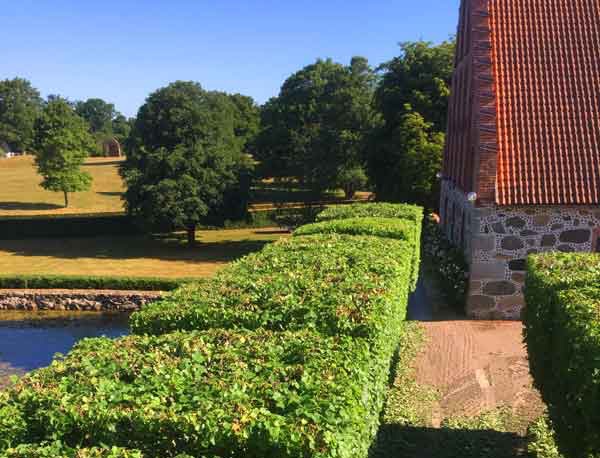 beskärning av träd