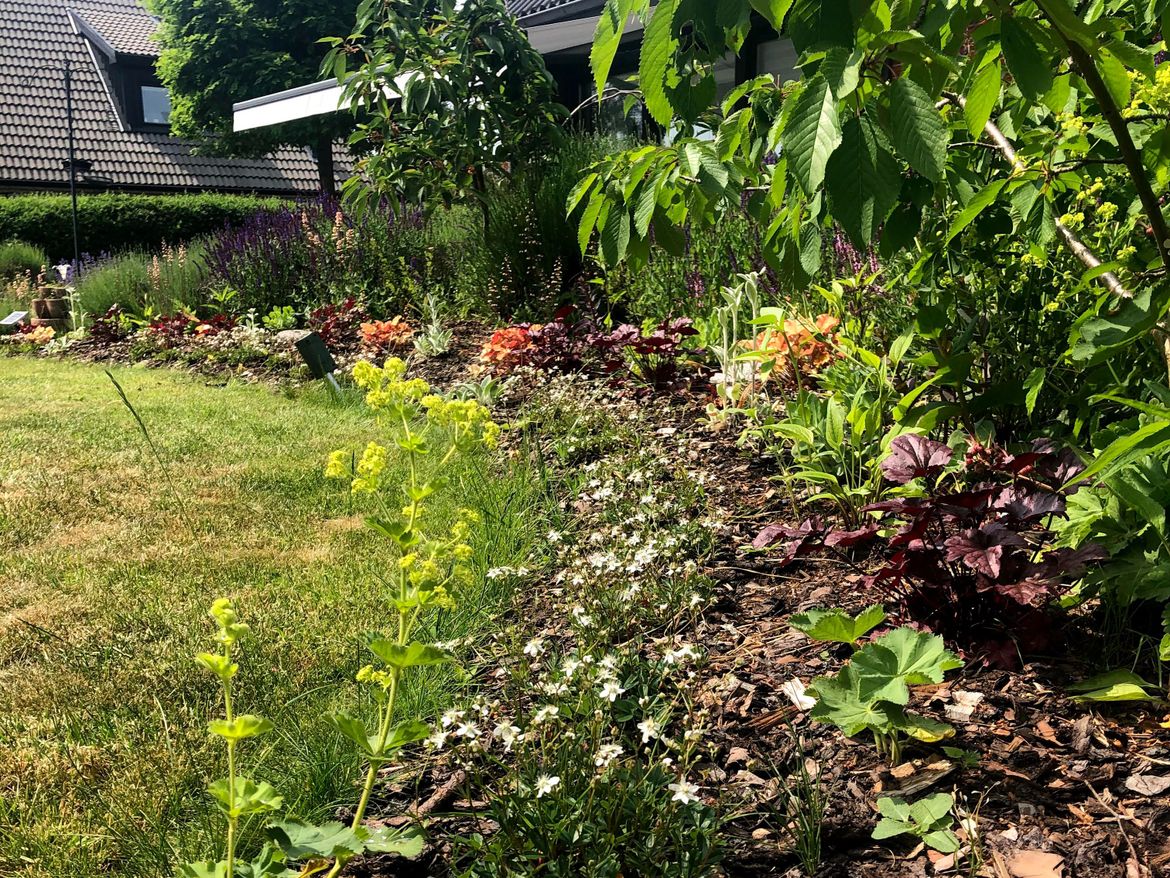 Trädgård med blommor i rabatt