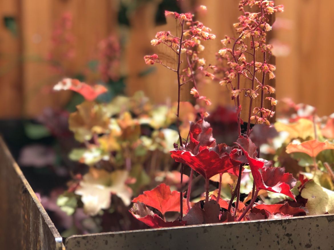 Blomsterplantering