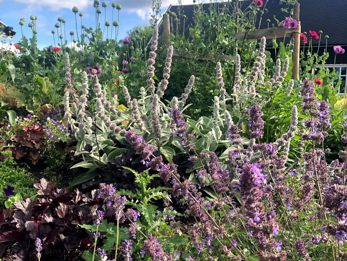 Vita och lila blommor
