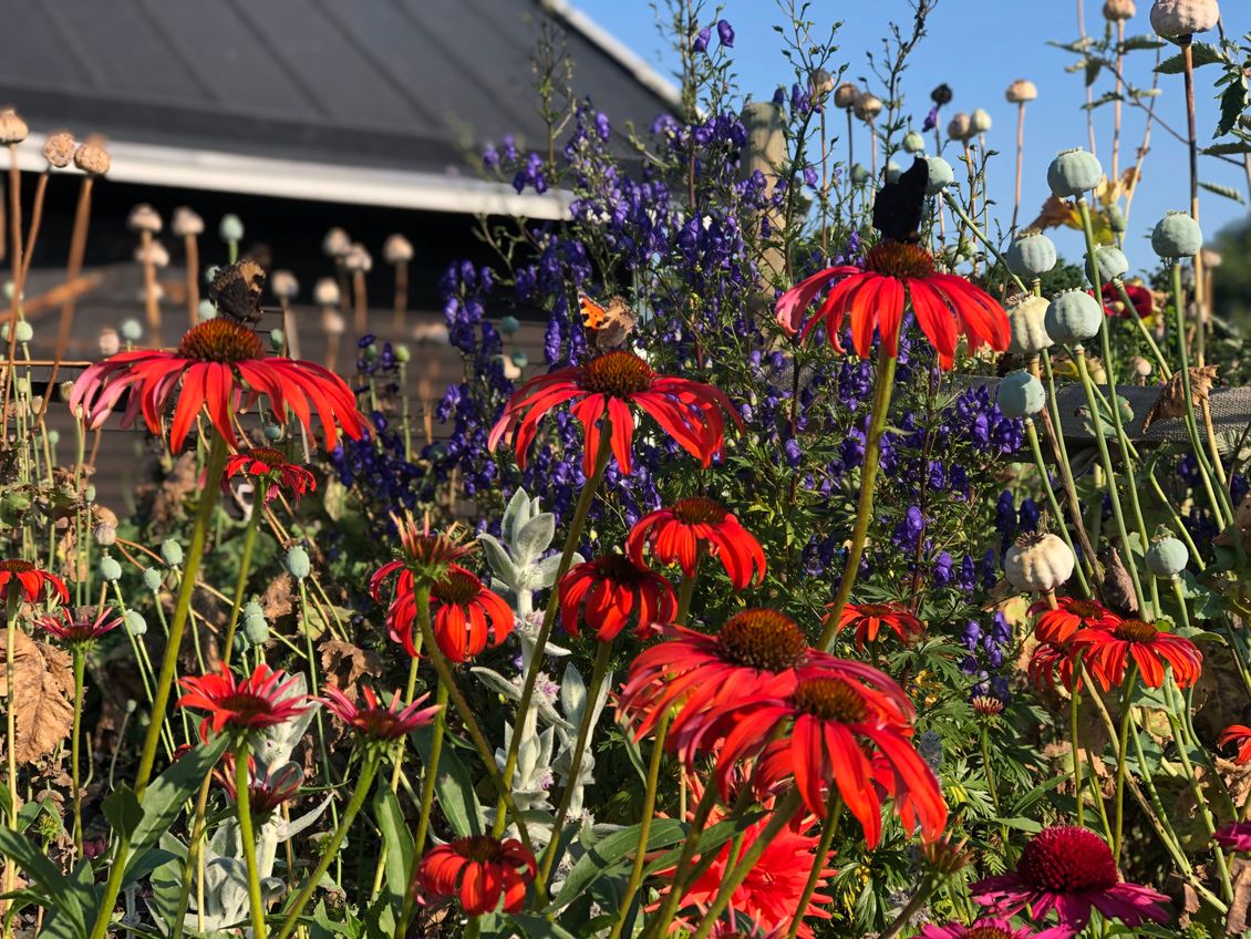 Röda och lila blommor
