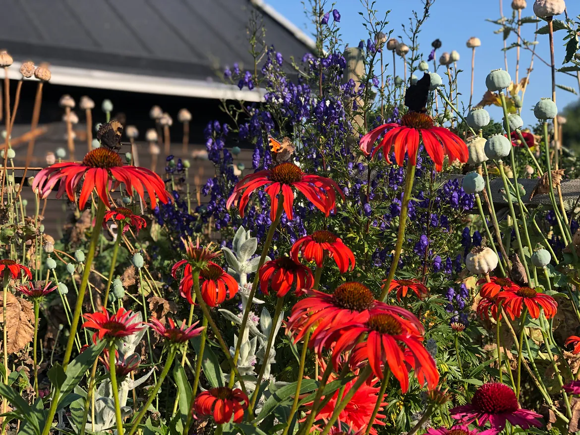 Röda och lila blommor
