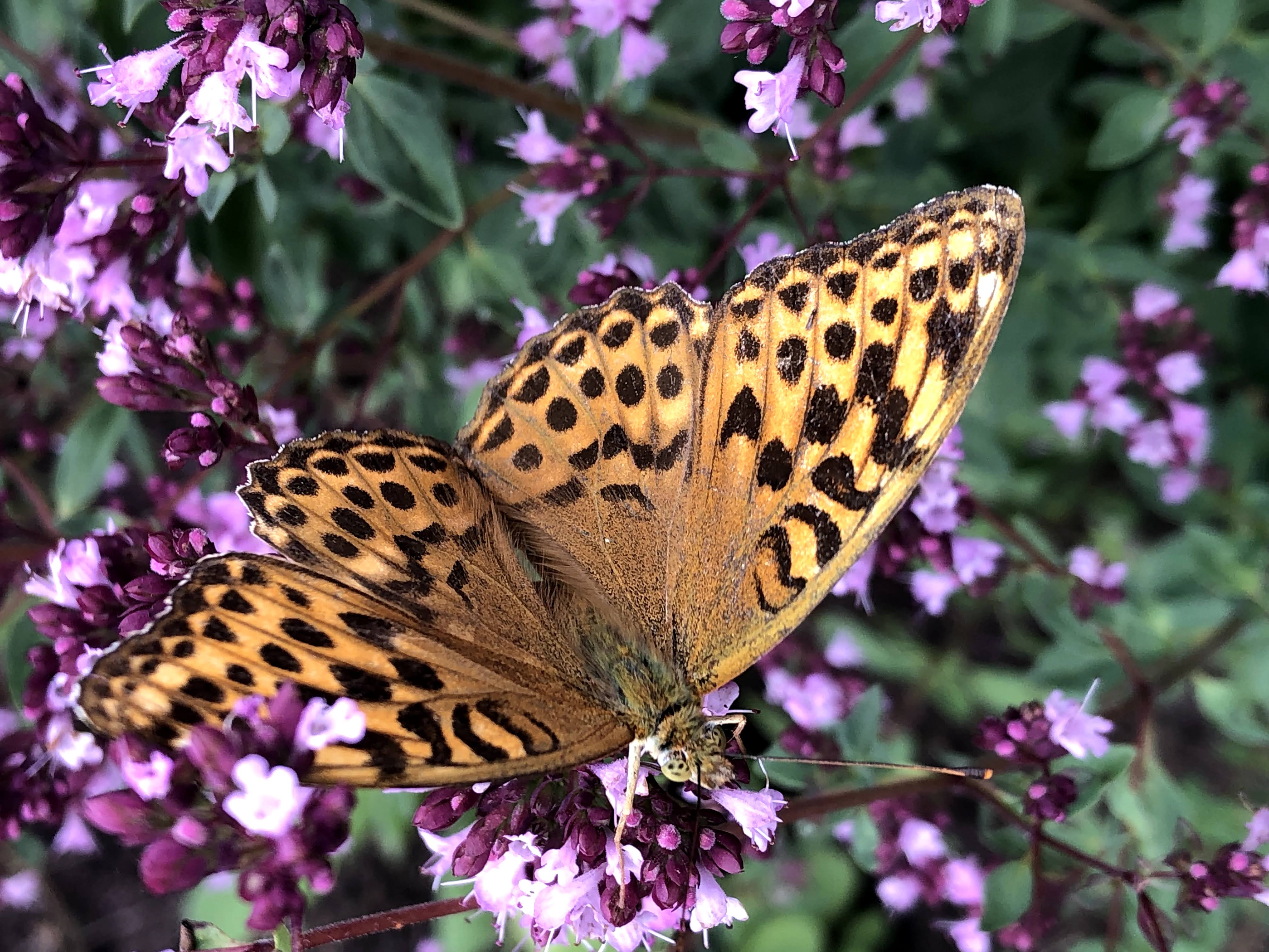 Ljusbrun fjäril som sitter på lila blommor