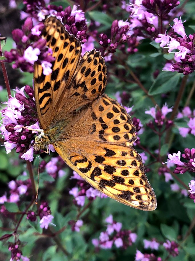 Ljusbrun fjäril som sitter på lila blommor