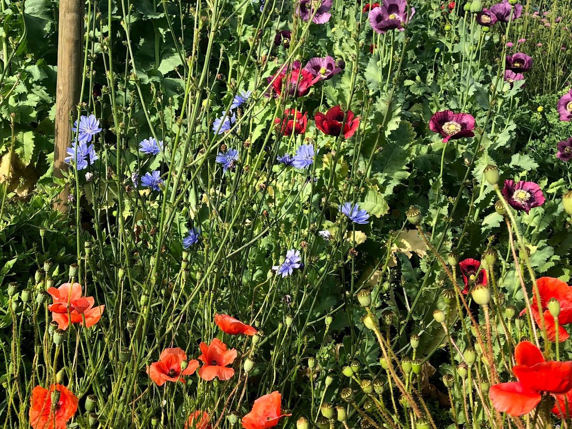 Blandande blommor i rött och lila