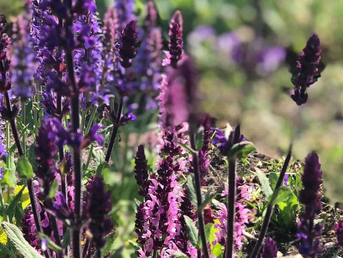 Rosa och lila salvia